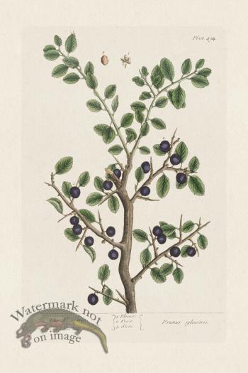 BEE 494The Sloe=tree